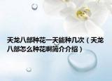 天龍八部種花一天能種幾次（天龍八部怎么種花啊簡介介紹）