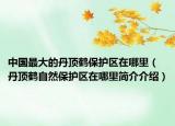 中國(guó)最大的丹頂鶴保護(hù)區(qū)在哪里（丹頂鶴自然保護(hù)區(qū)在哪里簡(jiǎn)介介紹）