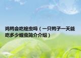 雞鴨會吃蝗蟲嗎（一只鴨子一天能吃多少蝗蟲簡介介紹）