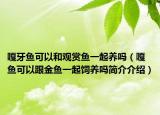 嘎牙魚可以和觀賞魚一起養(yǎng)嗎（嘎魚可以跟金魚一起飼養(yǎng)嗎簡(jiǎn)介介紹）