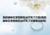 我的貓咪在寵物醫(yī)院治療死了介紹(我的貓咪在寵物醫(yī)院治療死了詳細(xì)情況如何)