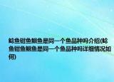 鯰魚鉗魚鮰魚是同一個魚品種嗎介紹(鯰魚鉗魚鮰魚是同一個魚品種嗎詳細情況如何)