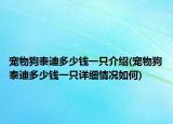 寵物狗泰迪多少錢一只介紹(寵物狗泰迪多少錢一只詳細情況如何)