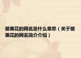 罌粟花的網(wǎng)名是什么意思（關(guān)于罌粟花的網(wǎng)名簡(jiǎn)介介紹）
