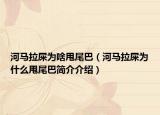 河馬拉屎為啥甩尾巴（河馬拉屎為什么甩尾巴簡介介紹）