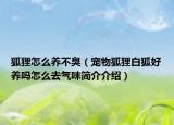 狐貍怎么養(yǎng)不臭（寵物狐貍白狐好養(yǎng)嗎怎么去氣味簡(jiǎn)介介紹）