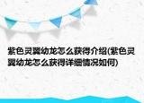 紫色靈翼幼龍怎么獲得介紹(紫色靈翼幼龍怎么獲得詳細情況如何)