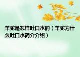 羊駝是怎樣吐口水的（羊駝為什么吐口水簡介介紹）