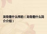 龍骨是什么樣的（龍骨是什么簡(jiǎn)介介紹）
