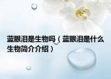 藍(lán)眼淚是生物嗎（藍(lán)眼淚是什么生物簡(jiǎn)介介紹）