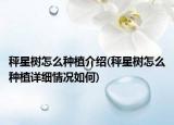 秤星樹怎么種植介紹(秤星樹怎么種植詳細情況如何)