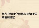 鼠大王和pis介紹(鼠大王和pis詳細(xì)情況如何)