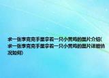 求一張李克克手里拿著一只小黃雞的圖片介紹(求一張李克克手里拿著一只小黃雞的圖片詳細(xì)情況如何)
