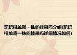 耙耙柑單栽一株能掛果嗎介紹(耙耙柑單栽一株能掛果嗎詳細情況如何)