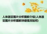 人體器官圖片分析圖解介紹(人體器官圖片分析圖解詳細情況如何)