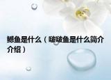 鳡魚是什么（啵啵魚是什么簡介介紹）