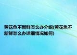 黃花魚不新鮮怎么辦介紹(黃花魚不新鮮怎么辦詳細情況如何)