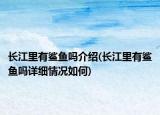 長江里有鯊魚嗎介紹(長江里有鯊魚嗎詳細(xì)情況如何)