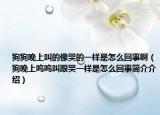 狗狗晚上叫的像哭的一樣是怎么回事?。ü吠砩蠁鑶杞懈抟粯邮窃趺椿厥潞喗榻榻B）