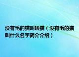 沒有毛的貓叫啥貓（沒有毛的貓叫什么名字簡介介紹）