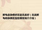 鱷龜是雜佛好還是北美好（北美鱷龜和雜佛區(qū)別在哪里簡(jiǎn)介介紹）