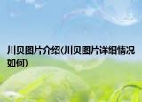 川貝圖片介紹(川貝圖片詳細情況如何)