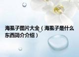 海虱子圖片大全（海虱子是什么東西簡(jiǎn)介介紹）