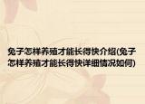 兔子怎樣養(yǎng)殖才能長得快介紹(兔子怎樣養(yǎng)殖才能長得快詳細情況如何)