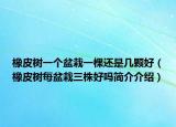 橡皮樹一個(gè)盆栽一棵還是幾顆好（橡皮樹每盆栽三株好嗎簡(jiǎn)介介紹）