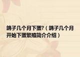 鴿子幾個月下蛋?（鴿子幾個月開始下蛋繁殖簡介介紹）