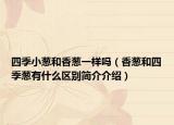 四季小蔥和香蔥一樣嗎（香蔥和四季蔥有什么區(qū)別簡介介紹）