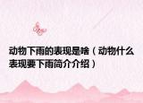 動(dòng)物下雨的表現(xiàn)是啥（動(dòng)物什么表現(xiàn)要下雨簡(jiǎn)介介紹）
