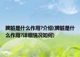脾臟是什么作用?介紹(脾臟是什么作用?詳細(xì)情況如何)