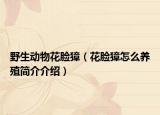野生動(dòng)物花臉獐（花臉獐怎么養(yǎng)殖簡(jiǎn)介介紹）