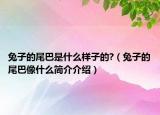 兔子的尾巴是什么樣子的?（兔子的尾巴像什么簡介介紹）