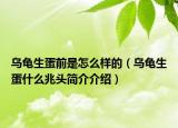 烏龜生蛋前是怎么樣的（烏龜生蛋什么兆頭簡介介紹）