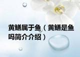 黃鱔屬于魚（黃鱔是魚嗎簡(jiǎn)介介紹）