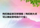 枸杞做盆景怎樣培植（枸杞樹大點(diǎn)可以做盆景嗎簡(jiǎn)介介紹）