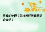 黃喉的處理（怎樣養(yǎng)好黃喉鹀簡介介紹）