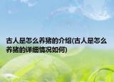 古人是怎么養(yǎng)豬的介紹(古人是怎么養(yǎng)豬的詳細情況如何)