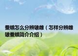 蠶蛾怎么分辨雄雌（怎樣分辨雌雄蠶蛾簡(jiǎn)介介紹）