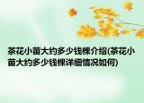茶花小苗大約多少錢棵介紹(茶花小苗大約多少錢棵詳細(xì)情況如何)