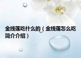 金線蓮吃什么的（金線蓮怎么吃簡介介紹）