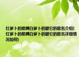 紅蘿卜的胳膊白蘿卜的腿它的歌名介紹(紅蘿卜的胳膊白蘿卜的腿它的歌名詳細(xì)情況如何)