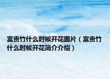 富貴竹什么時候開花圖片（富貴竹什么時候開花簡介介紹）
