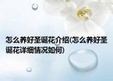 怎么養(yǎng)好圣誕花介紹(怎么養(yǎng)好圣誕花詳細(xì)情況如何)