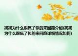 狗狗為什么跟瘋了似的來回跑介紹(狗狗為什么跟瘋了似的來回跑詳細情況如何)