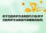 君子蘭的養(yǎng)護(hù)方法和技巧介紹(君子蘭的養(yǎng)護(hù)方法和技巧詳細(xì)情況如何)