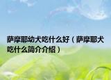 薩摩耶幼犬吃什么好（薩摩耶犬吃什么簡介介紹）