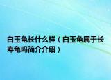 白玉龜長什么樣（白玉龜屬于長壽龜嗎簡介介紹）